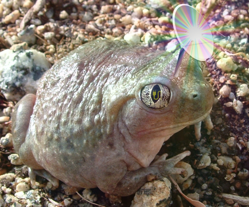 Image of the cyberTOAD™